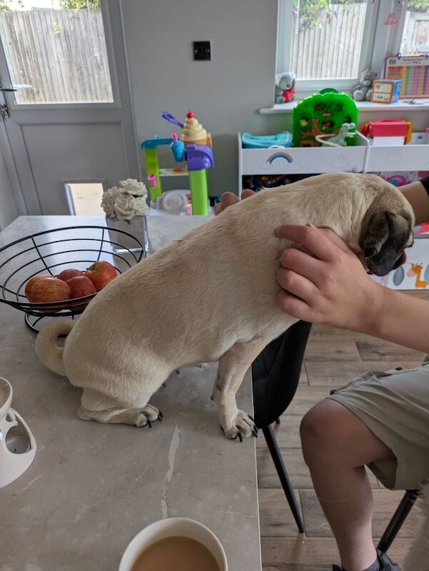 Pug puppies for sale in Spalding, Lincolnshire – 4 years old - Image 3 of 3