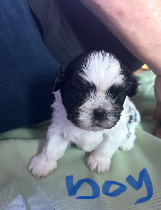 Pugapoo for sale in Lowestoft, Suffolk