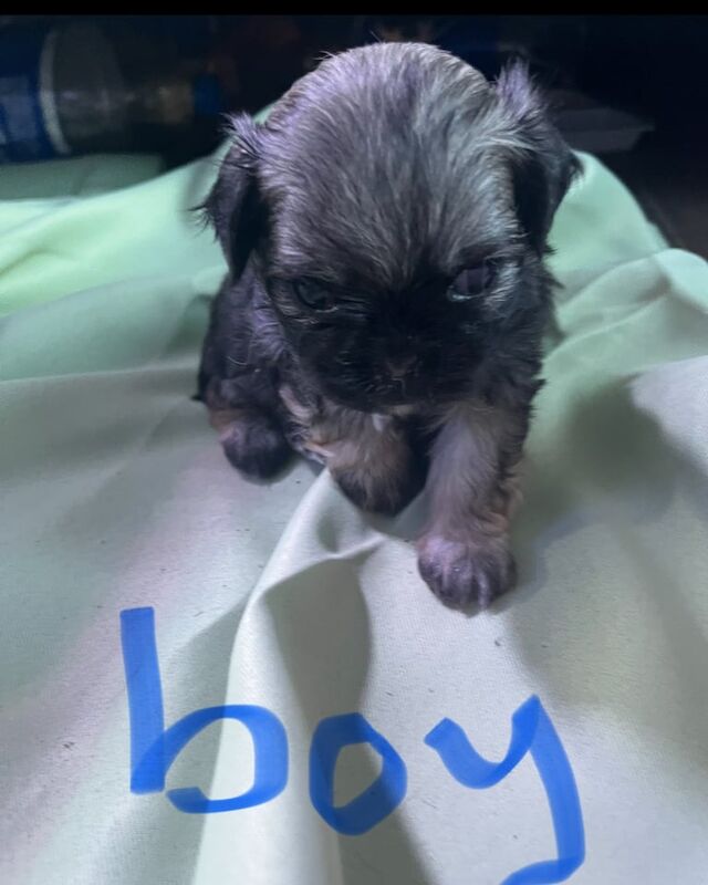 Pugapoo for sale in Lowestoft, Suffolk | Image 2