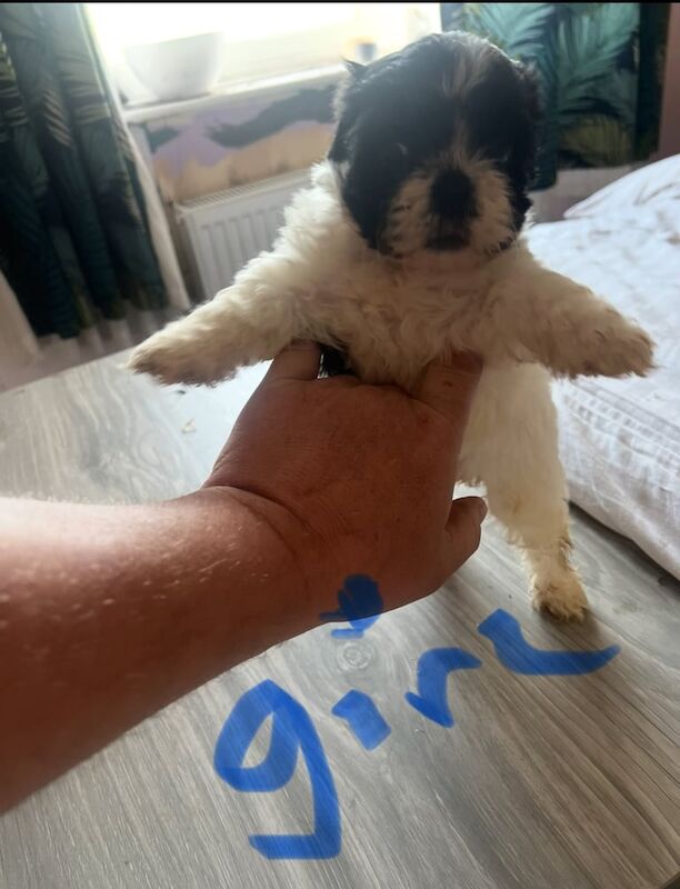 Pugapoo for sale in Lowestoft, Suffolk | Image 3