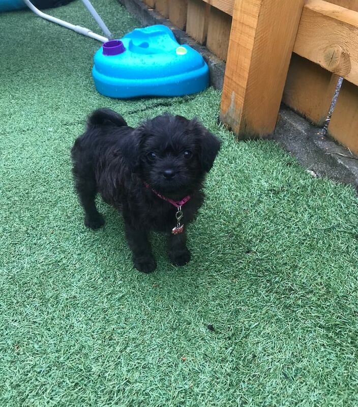 Pug puppies for sale in Consett, Durham – 5 years old - Image 3 of 3