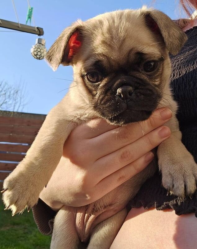 Pug puppies for sale in East Craigs, City of Edinburgh – 9 months old - Image 2 of 3