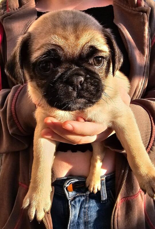 Pugs for sale in East Craigs, City of Edinburgh - Image 3