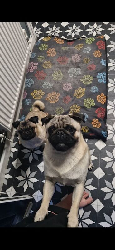 Pug puppies for sale in Bargod / Bargoed, Gwent – 10 months old