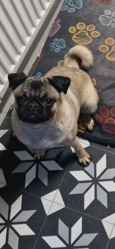 Pug puppies for sale in Bargod / Bargoed, Gwent – 10 months old - Image 2 of 3