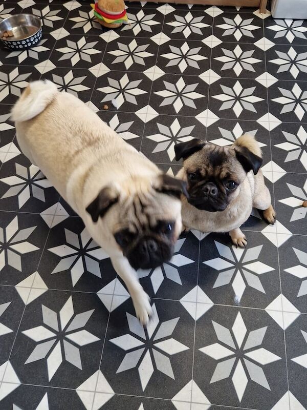 Pug puppies for sale in Bargod / Bargoed, Gwent – 10 months old - Image 3 of 3