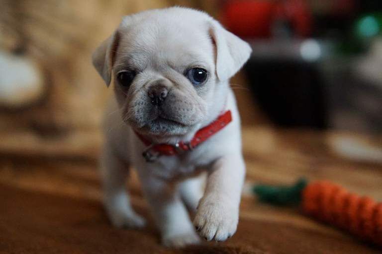 Pug Puppies For Sale