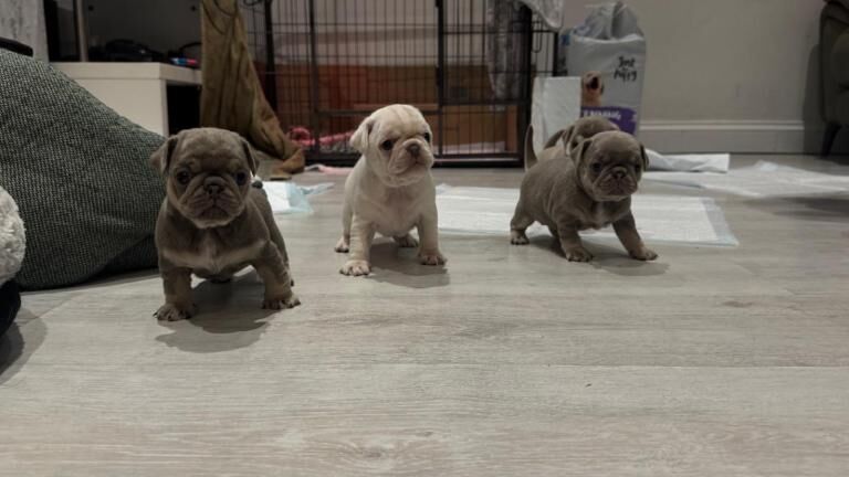 Pug Puppies For Sale