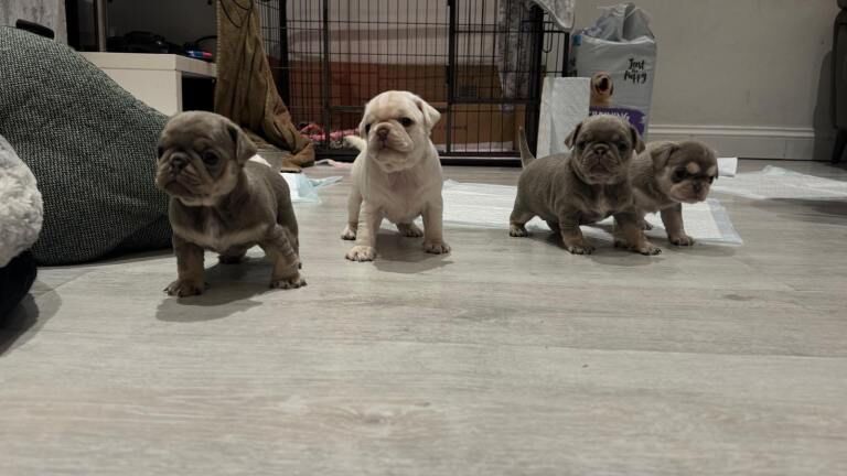Pugs puppies mixed litter - Image 2 of 6