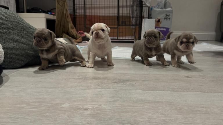 Pugs puppies mixed litter - Image 3 of 6