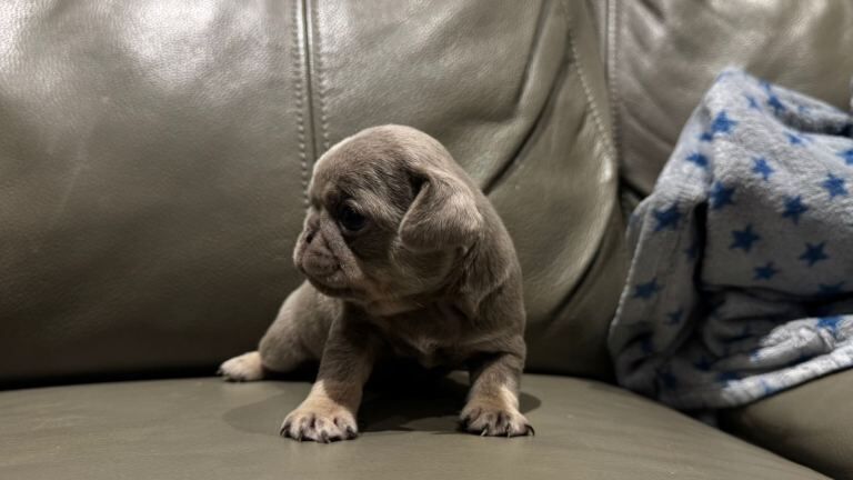 Pugs puppies mixed litter - Image 4 of 6