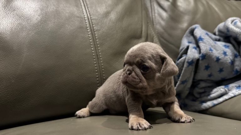 Pugs puppies mixed litter - Image 5 of 6