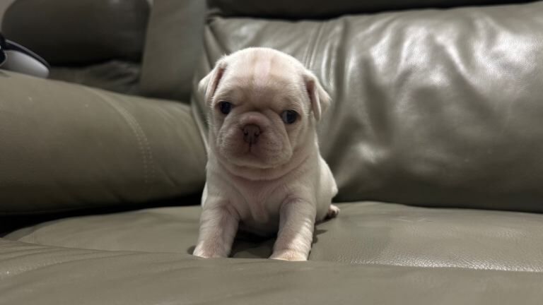 Pugs puppies mixed litter - Image 6 of 6