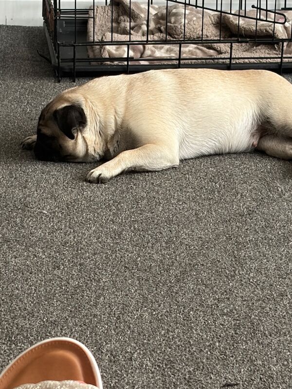 Pug’s sale