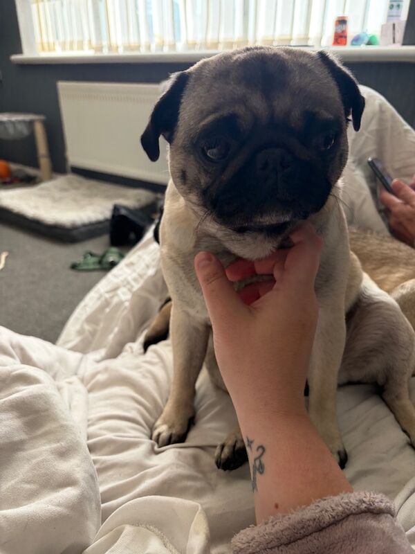 Pug’s sale - Image 2 of 3