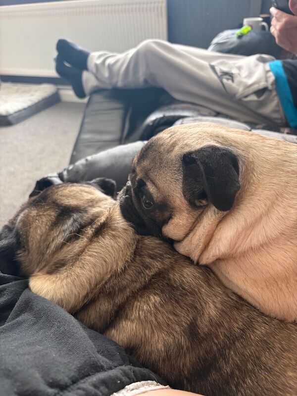 Pug’s sale - Image 3 of 3