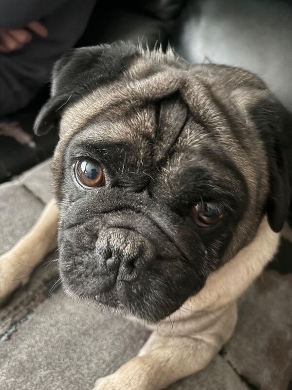 Pug’s sale - Image 3 of 6