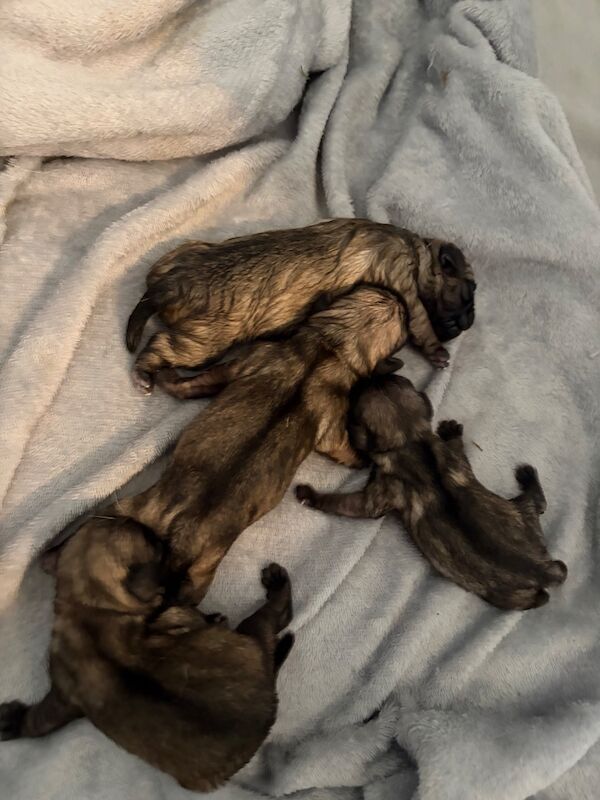 Pug’s sale - Image 5 of 6