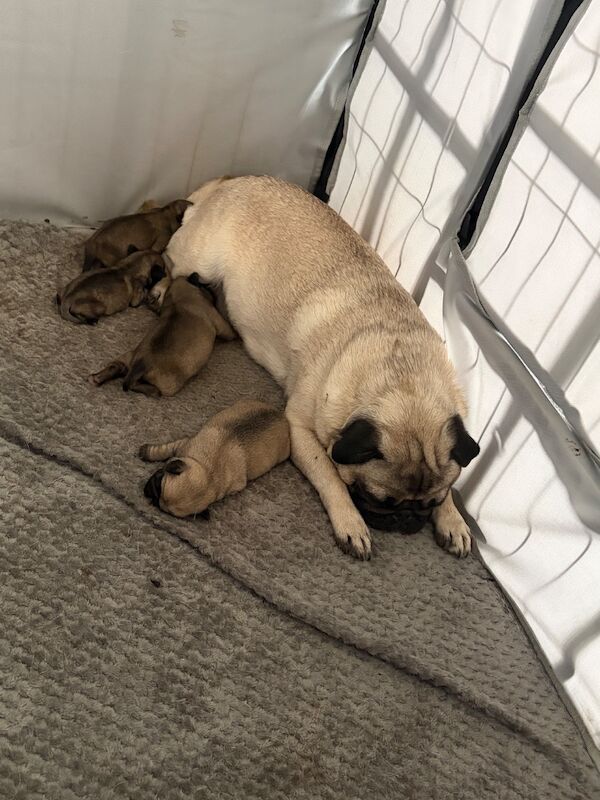 Pug’s sale - Image 6 of 6