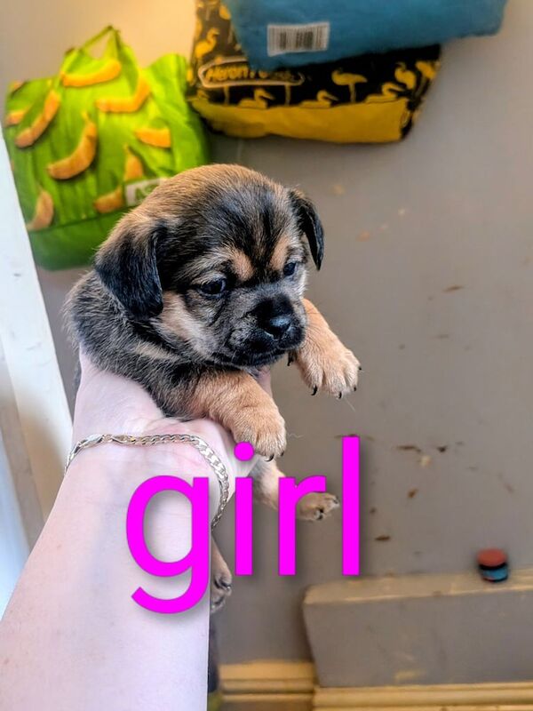 Pug puppies for sale in Sandwell, West Midlands – 4 weeks old