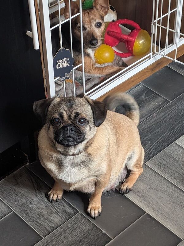 Pugshire - Image 2 of 3