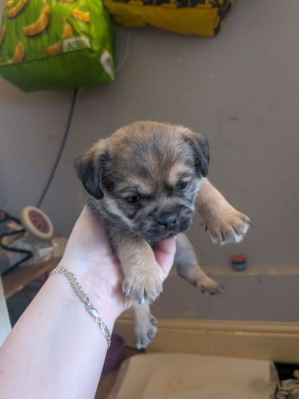 Pugshire - Image 3 of 3