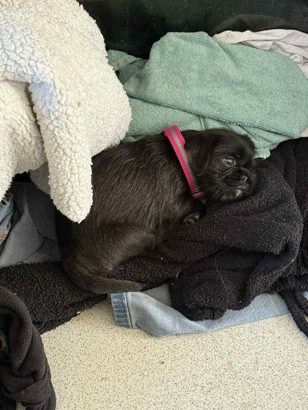Pug puppies for sale in Craigavon, County Armagh – 3 months old - Image 2 of 3