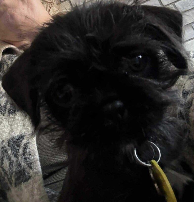 Pug puppies for sale in Craigavon, County Armagh – 3 months old - Image 3 of 3