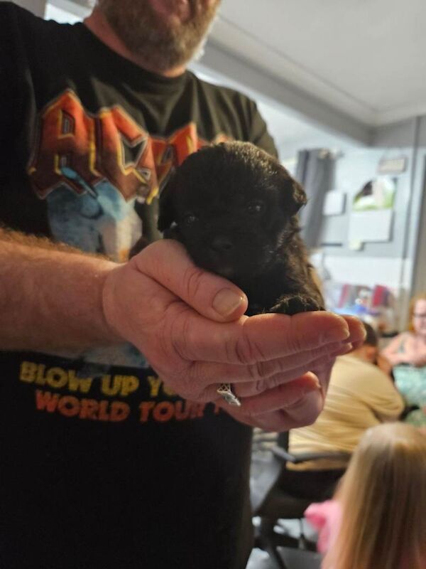 Pug puppies for sale in Fareham, Hampshire – 3 weeks old