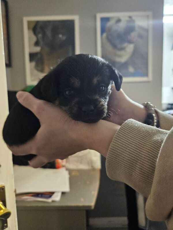 Pug puppies for sale in Fareham, Hampshire – 3 weeks old - Image 4 of 4