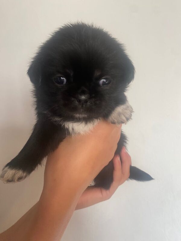 Pug puppies for sale in Crook, Durham – 4 weeks old
