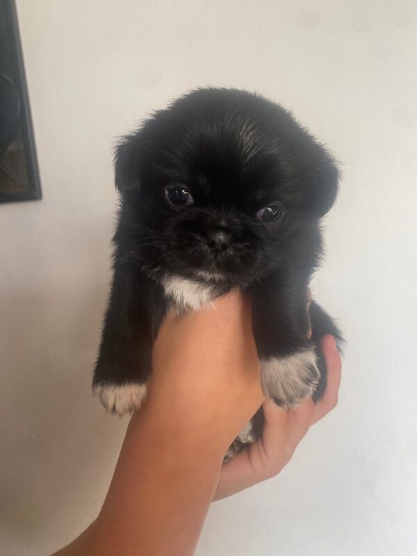 Pug puppies for sale in Crook, Durham – 4 weeks old - Image 2 of 3