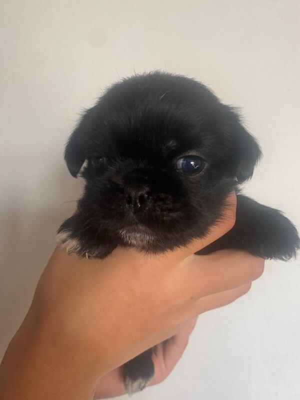 Pug puppies for sale in Crook, Durham – 4 weeks old - Image 3 of 3