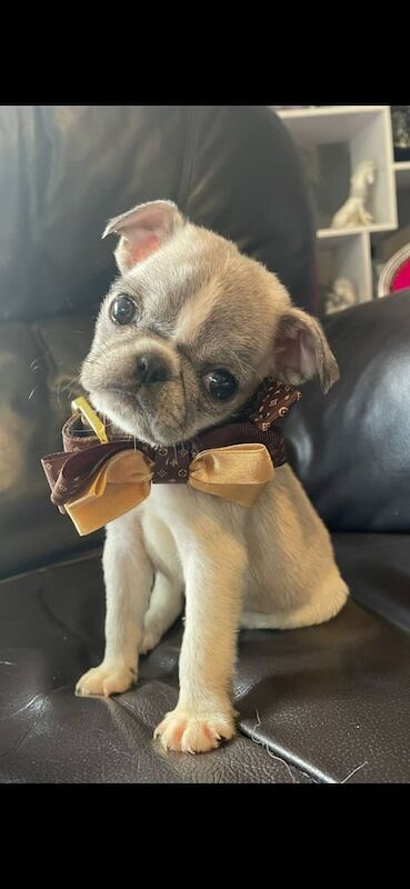 Pug puppies for sale in Eglinton, County Londonderry – 11 weeks old