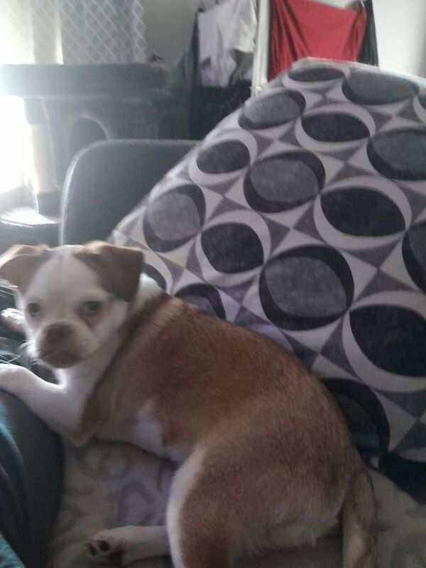 Puppie for sale in East End, East Riding of Yorkshire