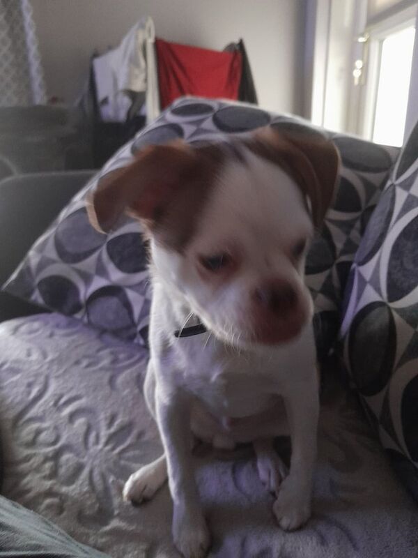 Puppie for sale in East End, East Riding of Yorkshire | Image 2