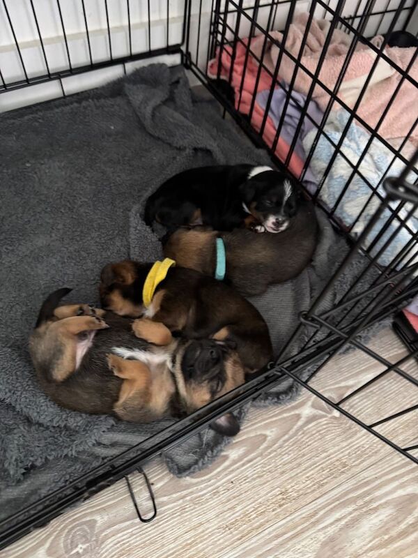 Pug Puppies For Sale
