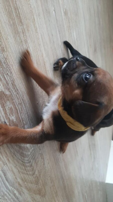 Puppies pug x - Image 2 of 3