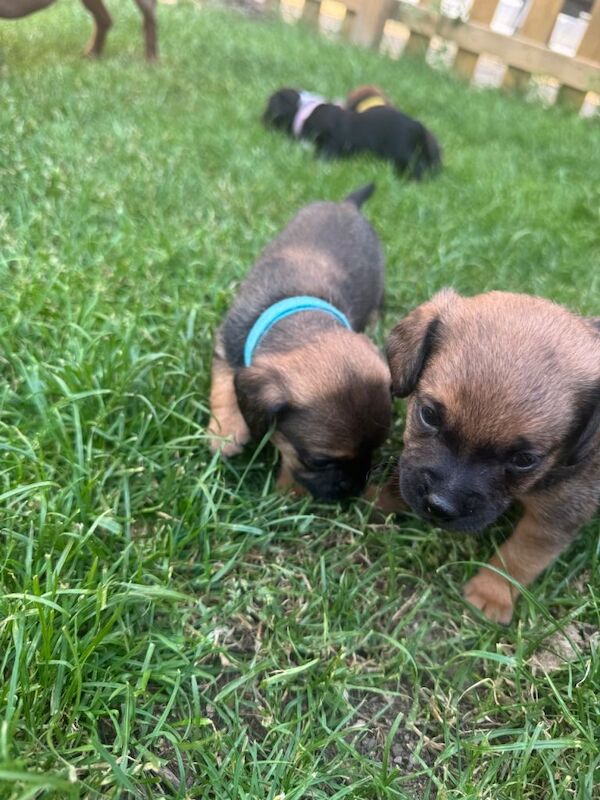 Puppies pug x - Image 3 of 3