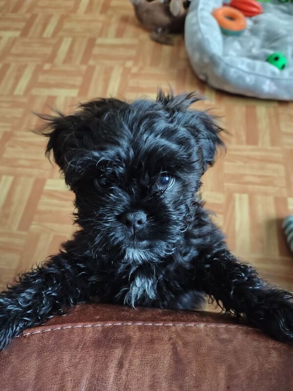 Puppy - Image 2 of 3