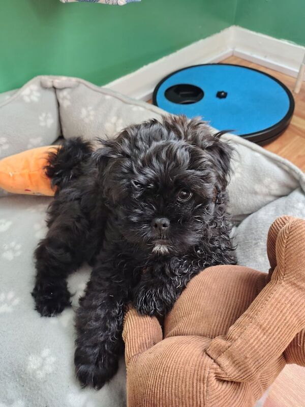 Puppy - Image 3 of 3