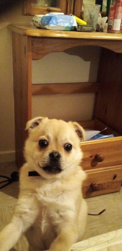 Puppy