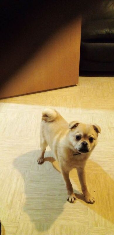 Puppy - Image 2 of 5