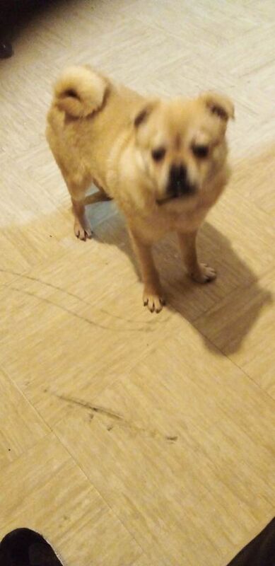 Puppy - Image 3 of 5