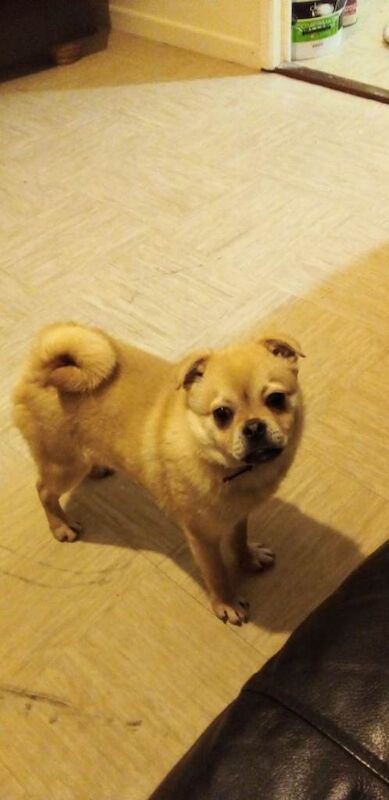 Puppy - Image 4 of 5