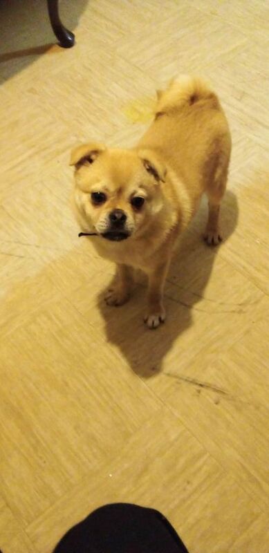 Puppy - Image 5 of 5