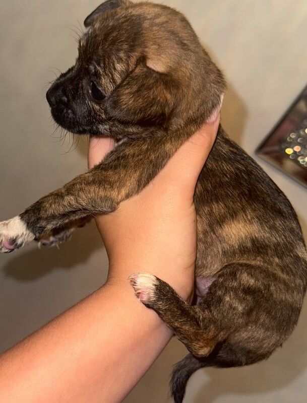 Pug Puppies For Sale Under £1,000