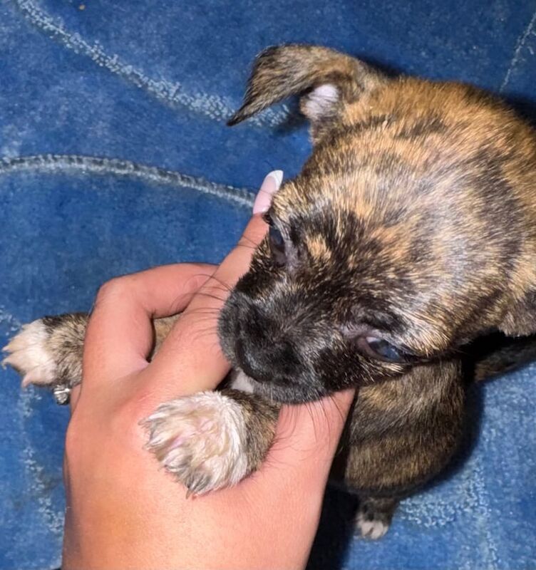 Pug puppies for sale in Accrington, Lancashire – 3 months old - Image 2 of 4