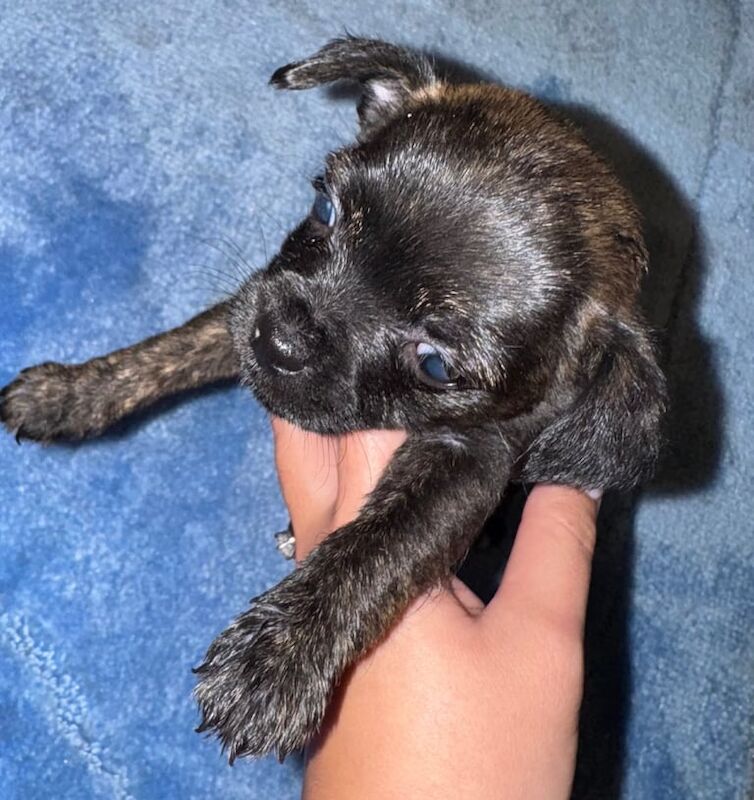 Pug puppies for sale in Accrington, Lancashire – 3 months old - Image 3 of 4