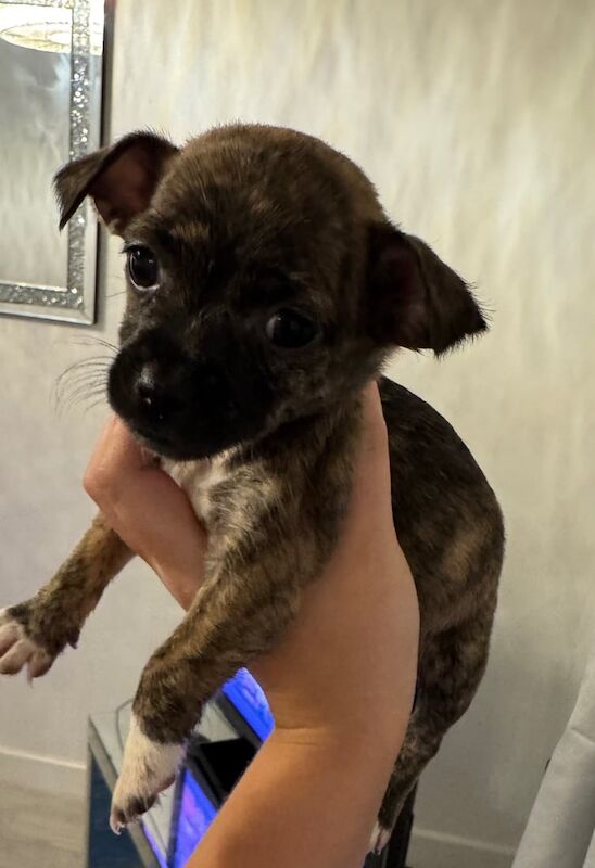 Pug puppies for sale in Accrington, Lancashire – 3 months old - Image 4 of 4